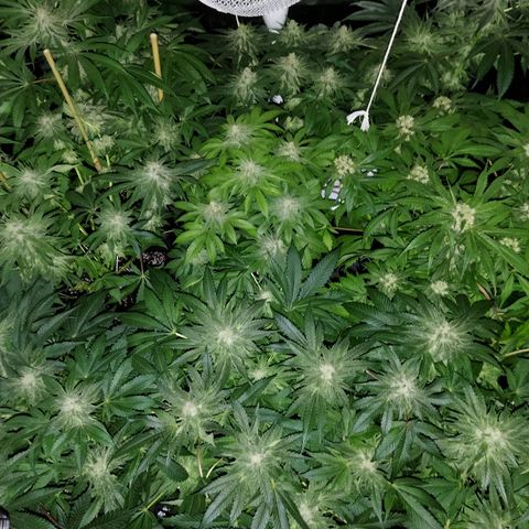 8Blue Gelato 41/ 1Cookies kush growlog photo: Flo + 22 
12/12 + 36