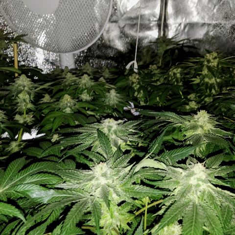8Blue Gelato 41/ 1Cookies kush growlog photo: Flo + 22 
12/12 + 36