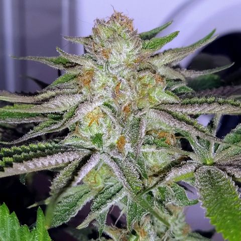 8Blue Gelato 41/ 1Cookies kush growlog timeline photo
