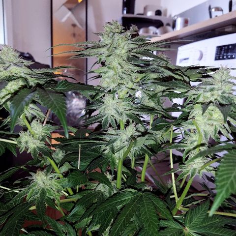 8Blue Gelato 41/ 1Cookies kush growlog timeline photo