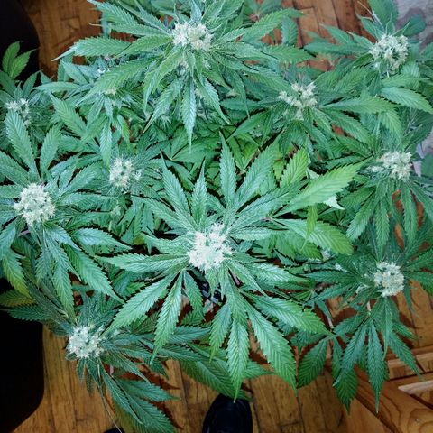 8Blue Gelato 41/ 1Cookies kush growlog timeline photo