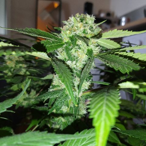 8Blue Gelato 41/ 1Cookies kush growlog timeline photo
