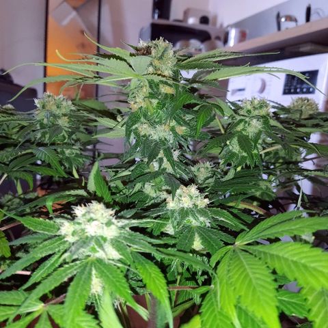 8Blue Gelato 41/ 1Cookies kush growlog timeline photo