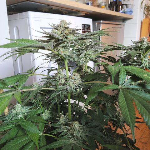 8Blue Gelato 41/ 1Cookies kush growlog timeline photo