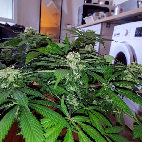 8Blue Gelato 41/ 1Cookies kush growlog timeline photo