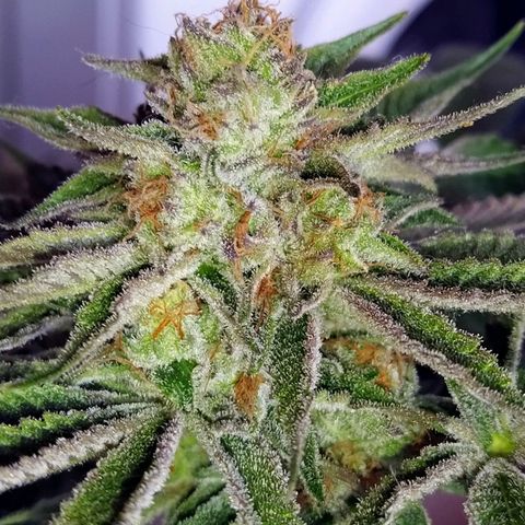 8Blue Gelato 41/ 1Cookies kush growlog timeline photo