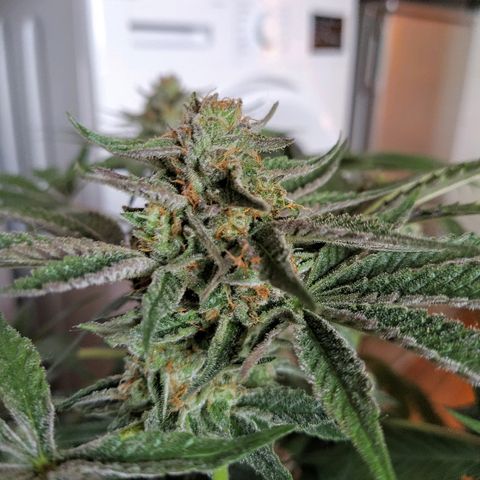 8Blue Gelato 41/ 1Cookies kush growlog timeline photo