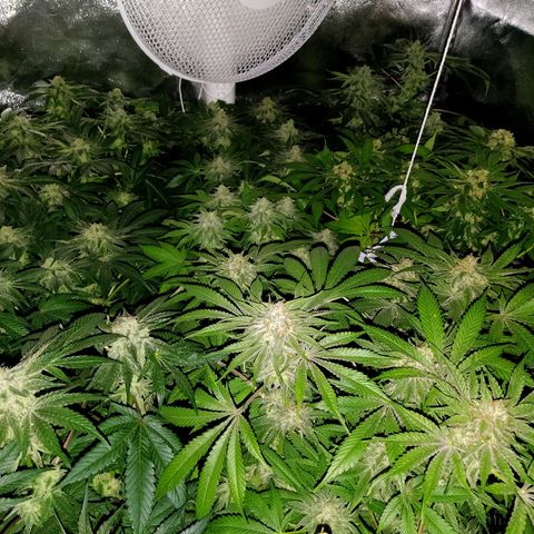 8Blue Gelato 41/ 1Cookies kush growlog photo: Flo + 26
12/12+40