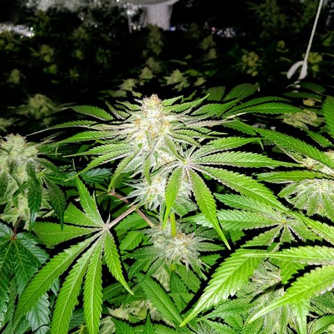 8Blue Gelato 41/ 1Cookies kush growlog photo: Flo + 26
12/12+40