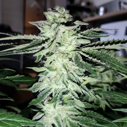 8Blue Gelato 41/ 1Cookies kush growlog timeline photo