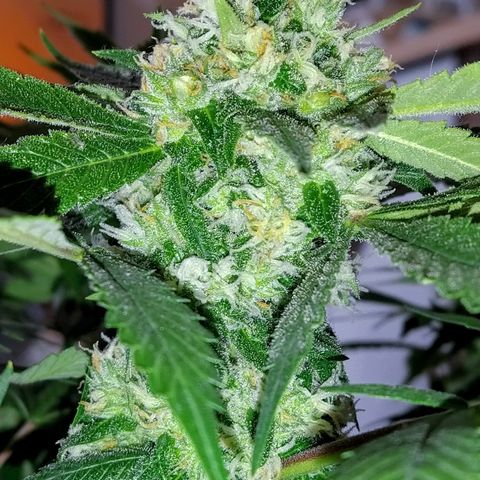8Blue Gelato 41/ 1Cookies kush growlog timeline photo