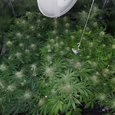 8Blue Gelato 41/ 1Cookies kush growlog photo: Flo + 26
12/12+40