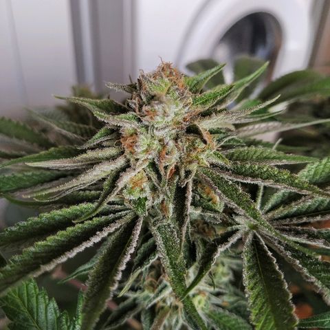 8Blue Gelato 41/ 1Cookies kush growlog timeline photo