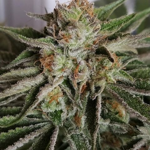 8Blue Gelato 41/ 1Cookies kush growlog timeline photo