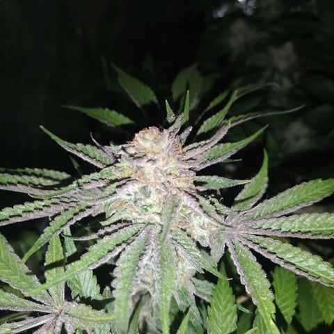 8Blue Gelato 41/ 1Cookies kush growlog timeline photo