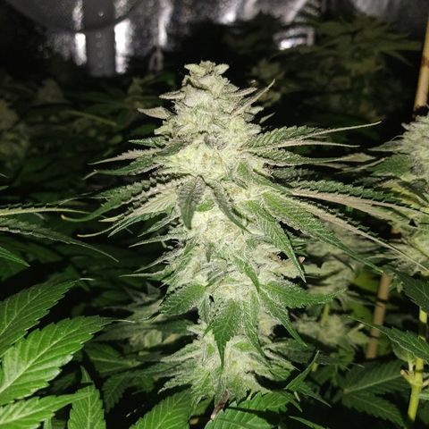 8Blue Gelato 41/ 1Cookies kush growlog timeline photo