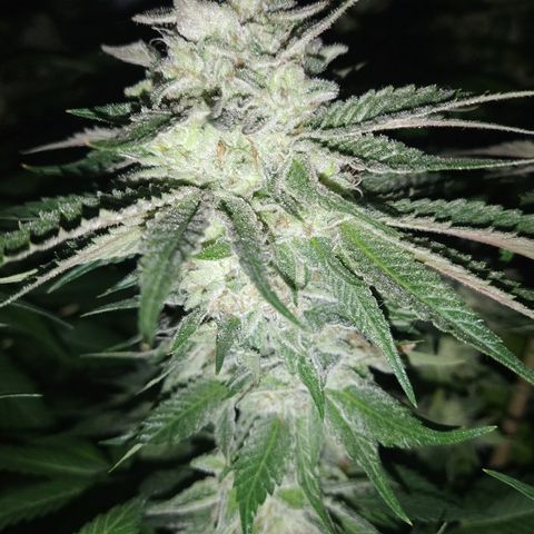 8Blue Gelato 41/ 1Cookies kush growlog timeline photo