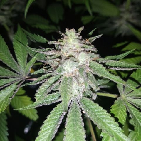 8Blue Gelato 41/ 1Cookies kush growlog timeline photo