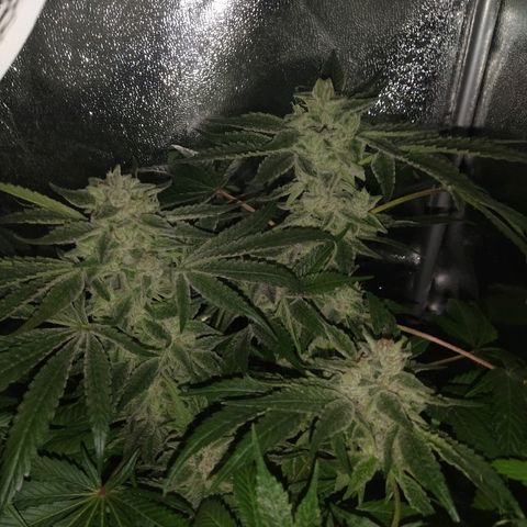 8Blue Gelato 41/ 1Cookies kush growlog timeline photo