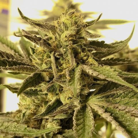 8Blue Gelato 41/ 1Cookies kush growlog timeline photo