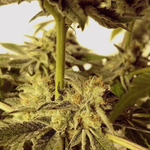 8Blue Gelato 41/ 1Cookies kush growlog timeline photo