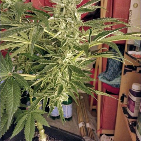 8Blue Gelato 41/ 1Cookies kush growlog timeline photo