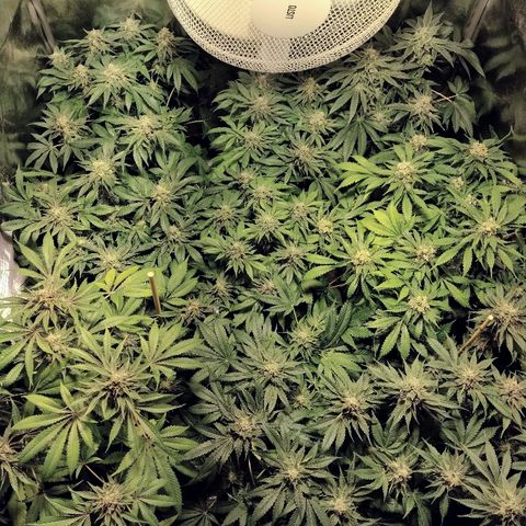 8Blue Gelato 41/ 1Cookies kush growlog timeline photo