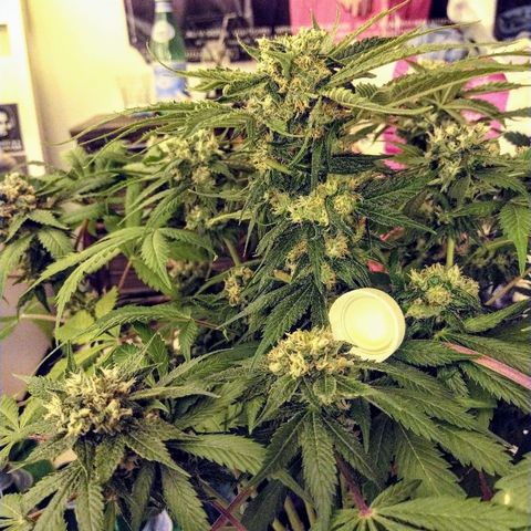 8Blue Gelato 41/ 1Cookies kush growlog timeline photo