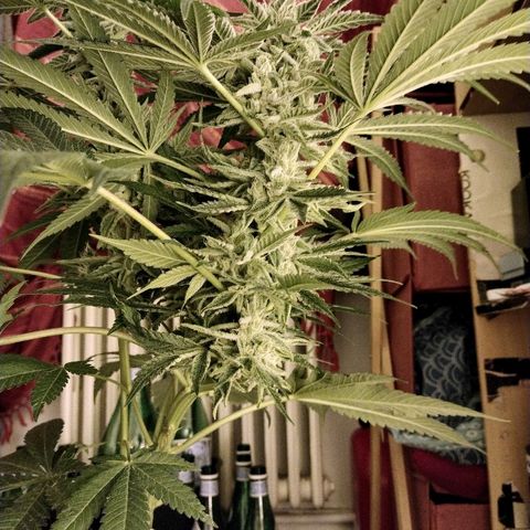 8Blue Gelato 41/ 1Cookies kush growlog timeline photo