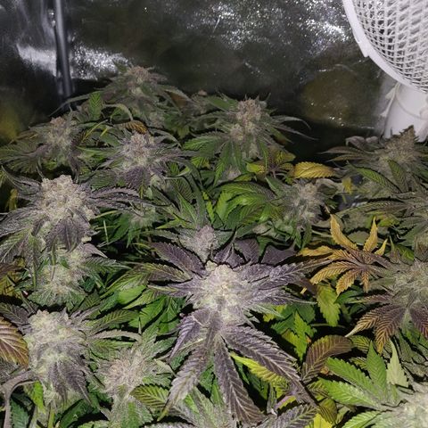 8Blue Gelato 41/ 1Cookies kush growlog timeline photo