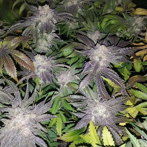 8Blue Gelato 41/ 1Cookies kush growlog timeline photo