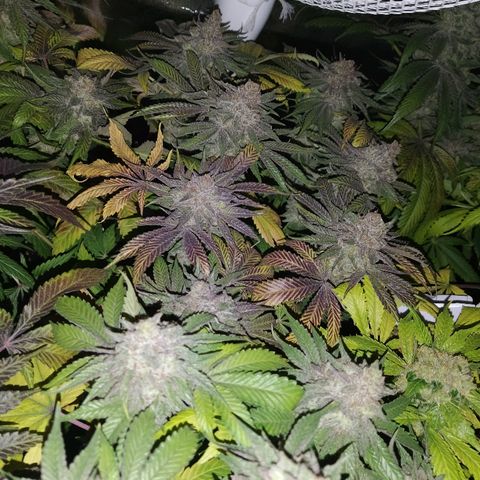 8Blue Gelato 41/ 1Cookies kush growlog timeline photo