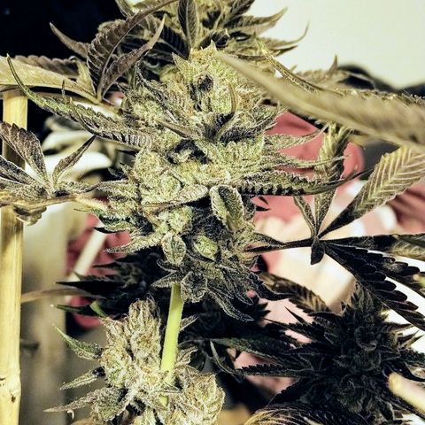8Blue Gelato 41/ 1Cookies kush growlog photo: 12/12+69
Flo+55