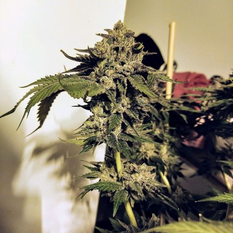 8Blue Gelato 41/ 1Cookies kush growlog photo: 12/12+69
Flo+55