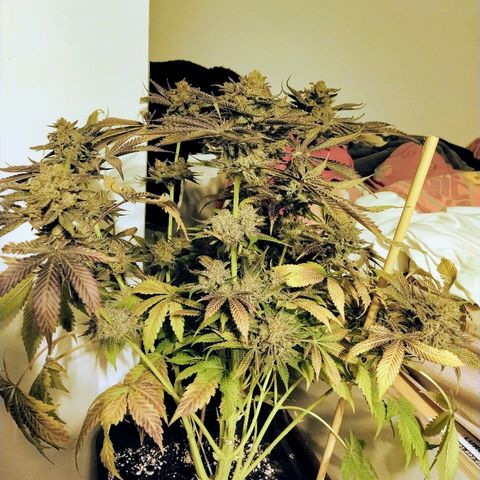 8Blue Gelato 41/ 1Cookies kush growlog photo: 12/12+69
Flo+55