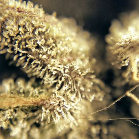 8Blue Gelato 41/ 1Cookies kush growlog timeline photo