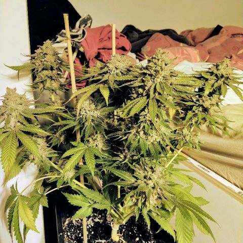 8Blue Gelato 41/ 1Cookies kush growlog timeline photo