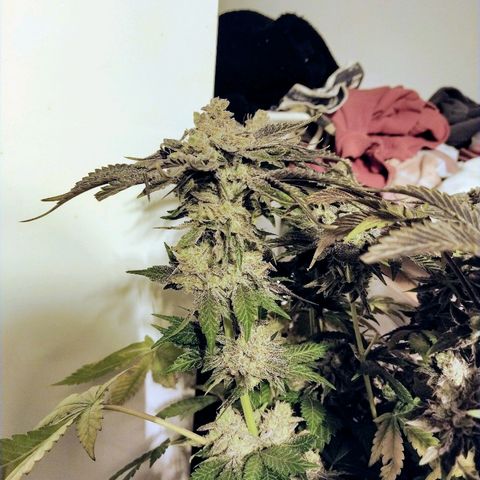 8Blue Gelato 41/ 1Cookies kush growlog photo: 12/12+69
Flo+55