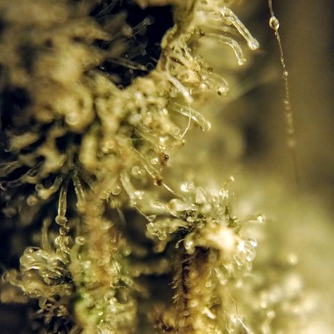 8Blue Gelato 41/ 1Cookies kush growlog photo: 12/12+69
Flo+55