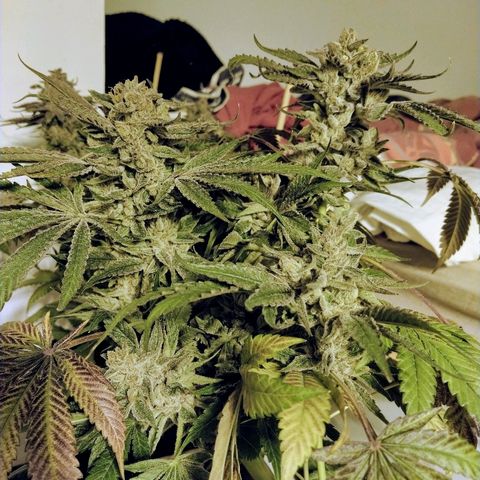 8Blue Gelato 41/ 1Cookies kush growlog photo: 12/12+69
Flo+55