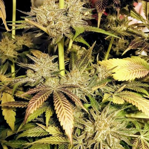 8Blue Gelato 41/ 1Cookies kush growlog photo: 12/12+69
Flo+55