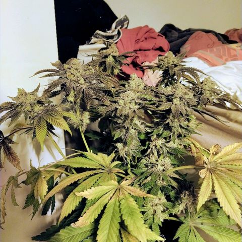 8Blue Gelato 41/ 1Cookies kush growlog photo: 12/12+69
Flo+55