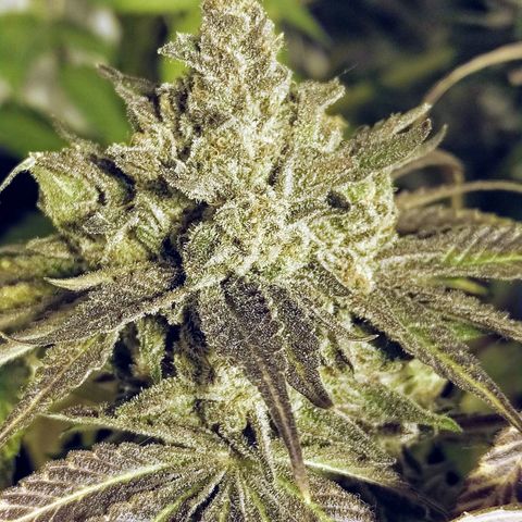 8Blue Gelato 41/ 1Cookies kush growlog photo: 12/12+69
Flo+55