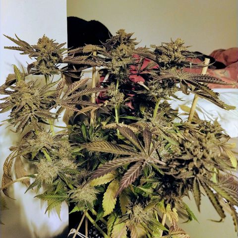 8Blue Gelato 41/ 1Cookies kush growlog photo: 12/12+69
Flo+55