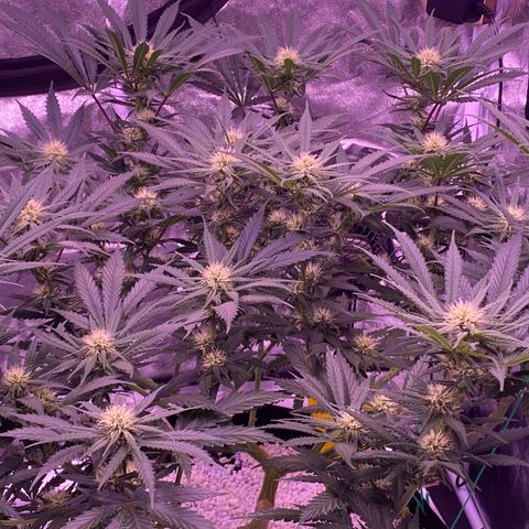 Amnesia Haze  growlog timeline photo