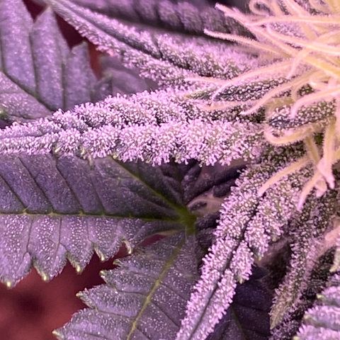 Amnesia Haze  growlog timeline photo