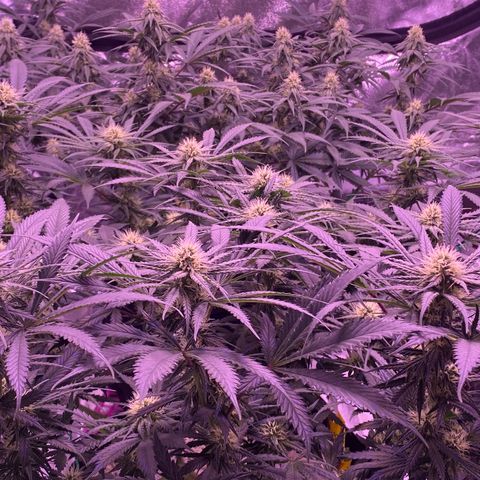 Amnesia Haze  growlog timeline photo