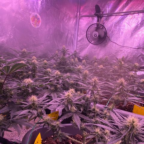 Amnesia Haze  growlog timeline photo