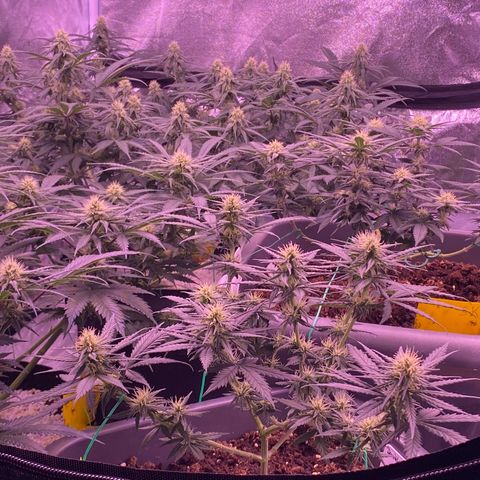 Amnesia Haze  growlog timeline photo