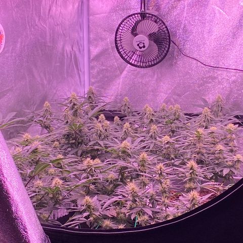 Amnesia Haze  growlog timeline photo